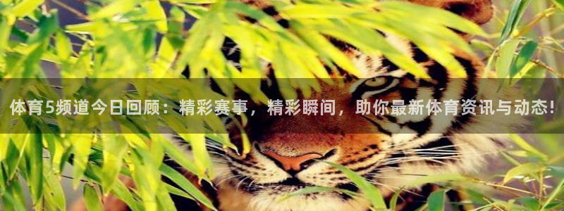 体育5频道今日回顾：精彩赛事，精彩瞬间，助你最新体育资讯与动态!
