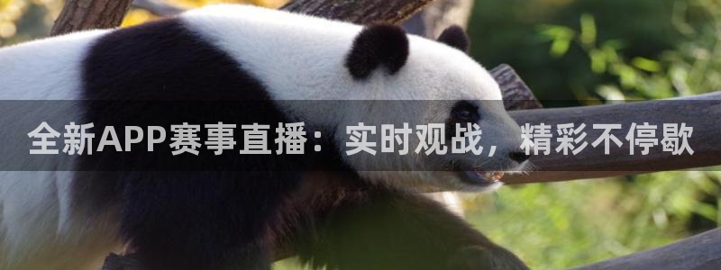 全新APP赛事直播：实时观战，精彩不停歇