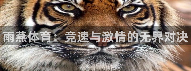 免费高清世界杯：雨燕体育：竞速与激情的无界对决